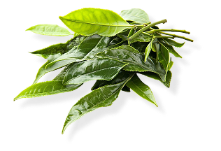 Tea Tree Oil