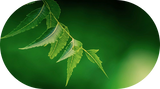 Ingredient icon